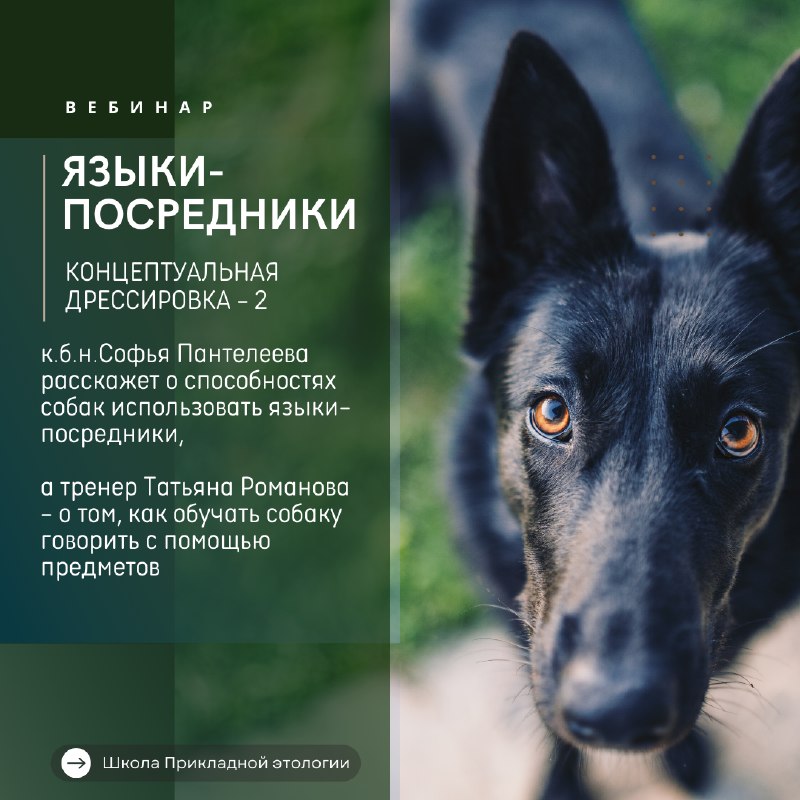 School of Applied Ethology / Школа …