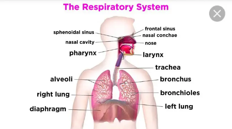 respiratory syndrome