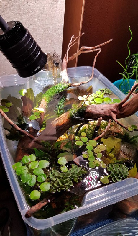 Planted Aquarium & Paludarium