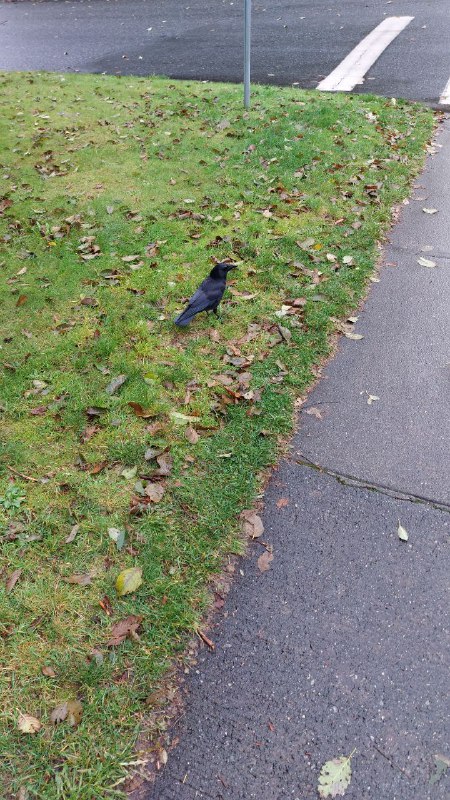 Goober crow that hops alongside me …