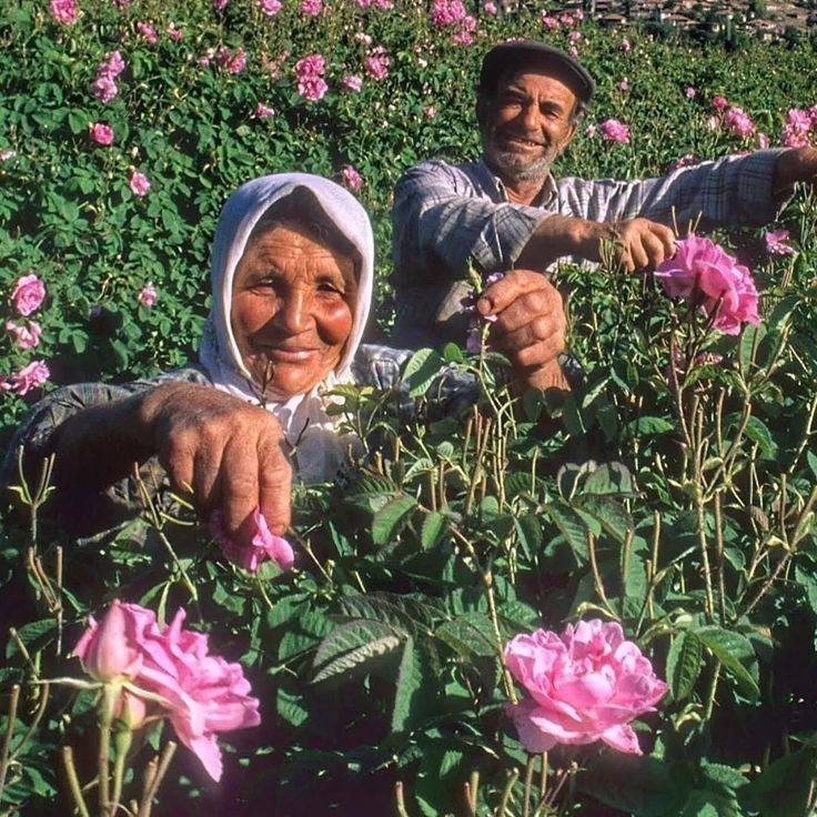 *Rose harvest in june*