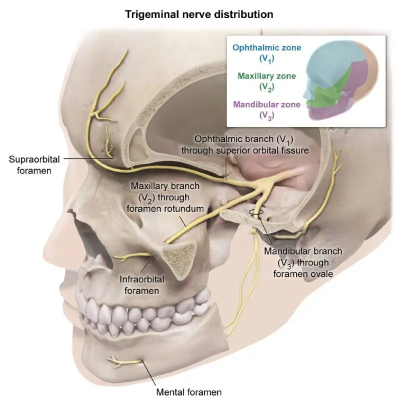 Trigeminal nerve distribution ***💕***
