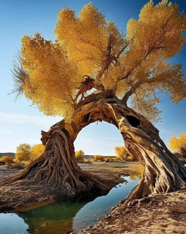 تقدیر ما با چگونه پاسخ دادن …