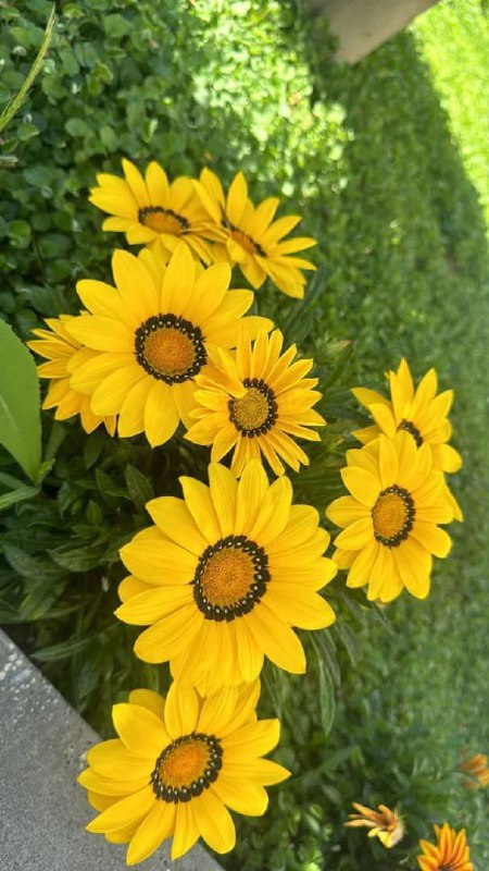 ***🍃******🕯*** ˓٭˛ ،***🌸***