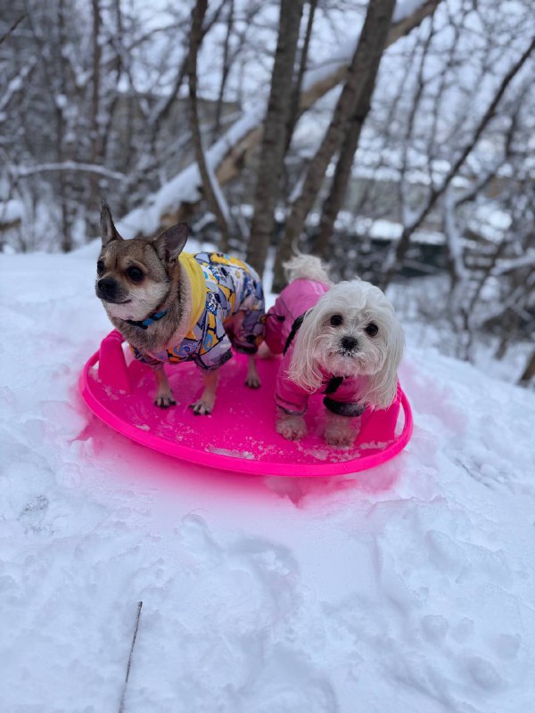 чихвахва арчи🐶