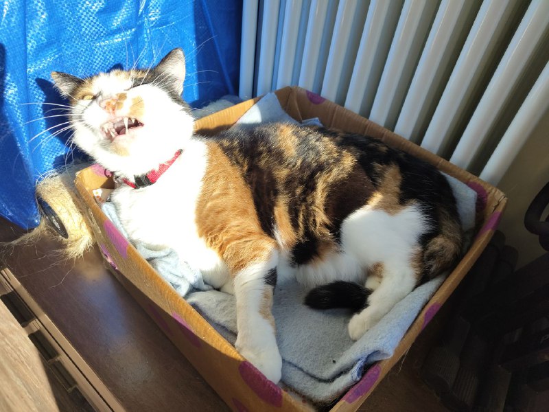 Vampurrs when the sun