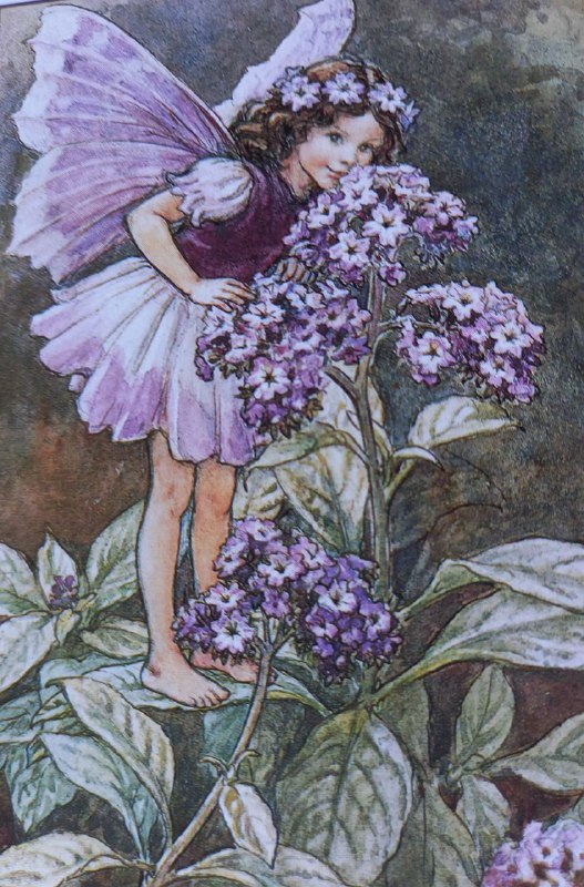 FLOWER FAIRIES IM GARTEN