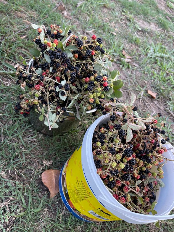 گوندێ مە
