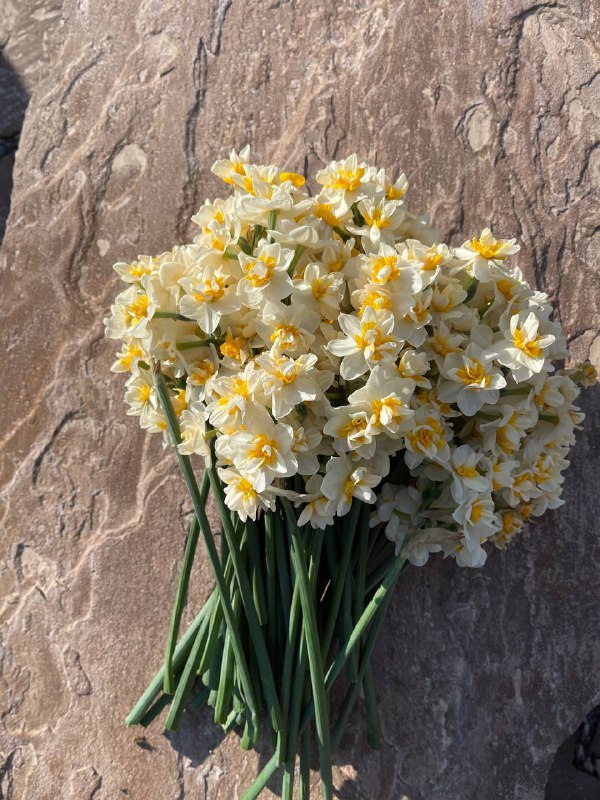 گوندێ مە