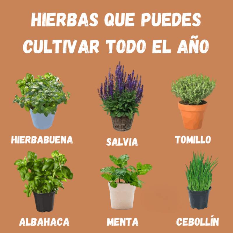 ***?*** Guía de hierbas aromáticas para …