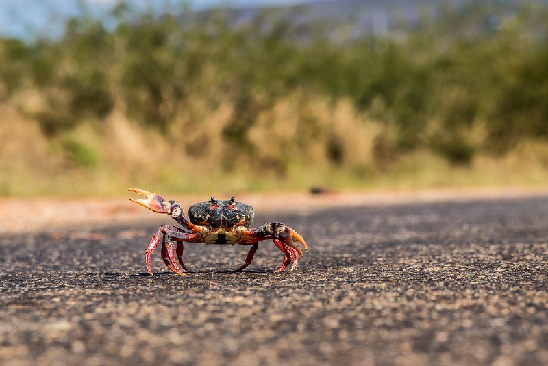 *Gecarcinus ruricola*, anche conosciuto come **granchio …