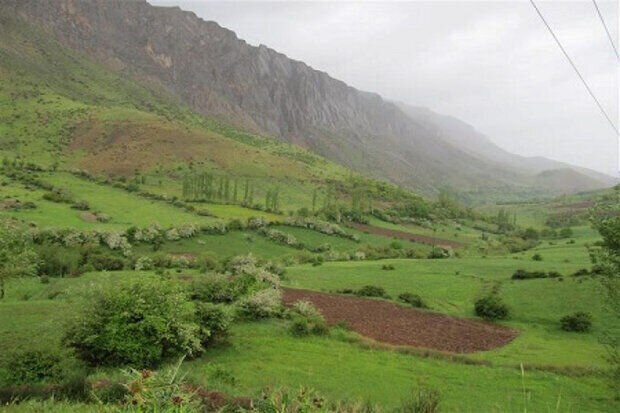 **نیاز کشور به ۱۴۵۰ تن بذر …