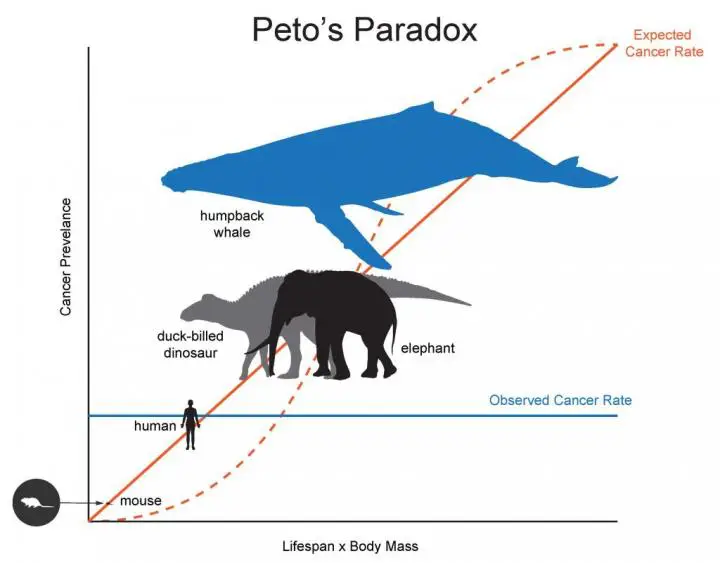 **What is Peto’s Paradox?**