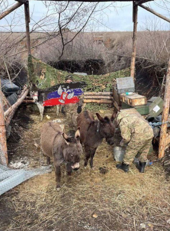 *****🇷🇺******🇺🇦*** Россия армияси ўқ-дориларни ташишда эшаклардан …