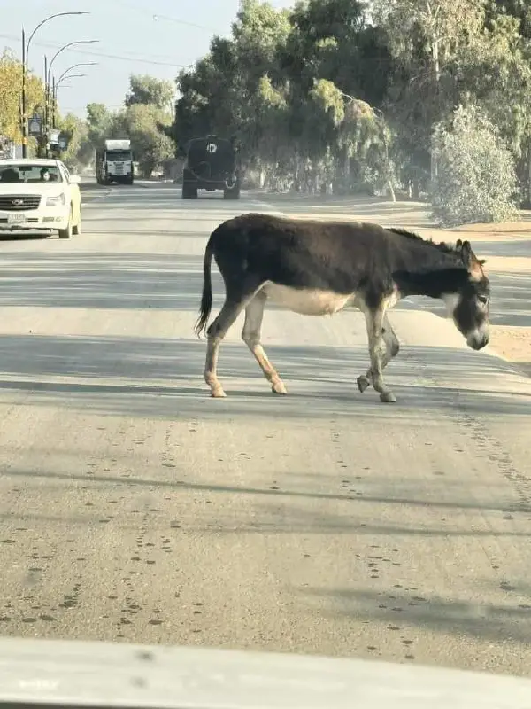 الجولاني وهو يمشي واثقًا في خطواته …