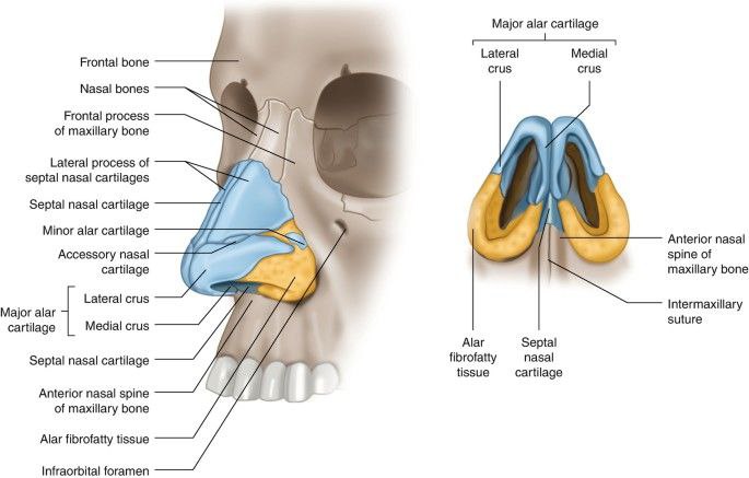 Atlas Of Anatomy | آموزش آناتومی