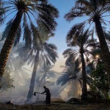 ٌ