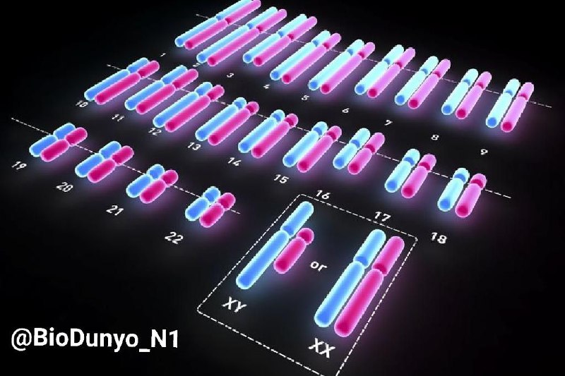***✔️*** Kariotipi bir xil jinsiy xromosomalarga …
