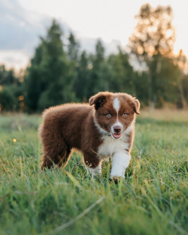 Aussie the explorer