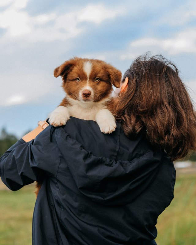 Aussie the explorer