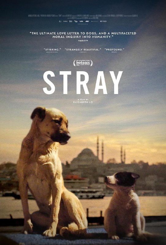 *Stray* (2020, Elizabeth Lo) is a …