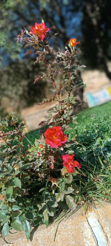 **چیزهایی هست که نمی‌توان بر زبان …