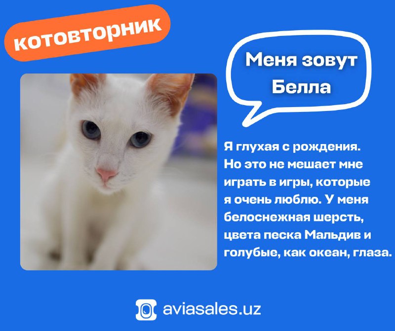 Всех с котовторником!***😽*** Запускаем совместный проект …