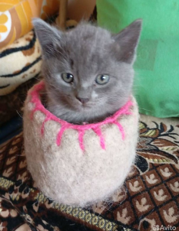 котята с авито