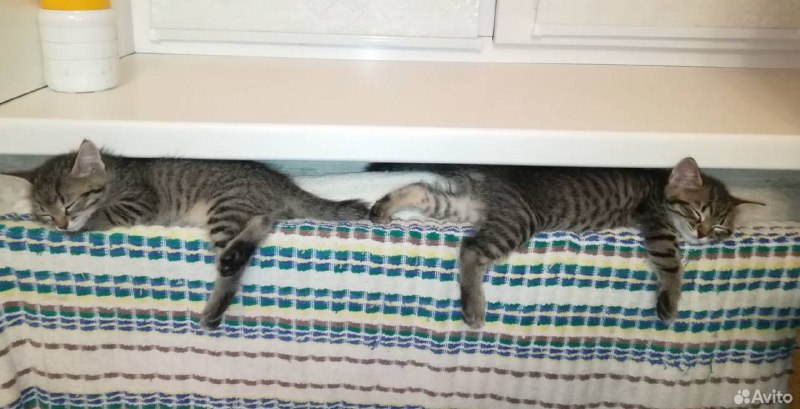 котята с авито