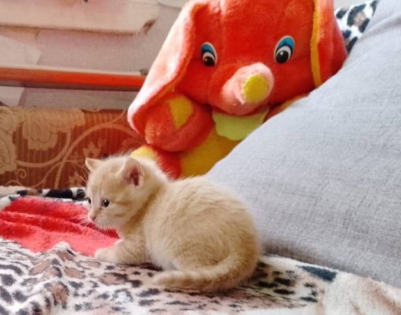 котята с авито
