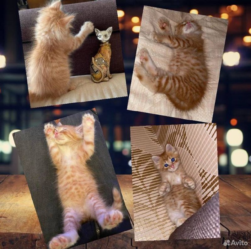 котята с авито