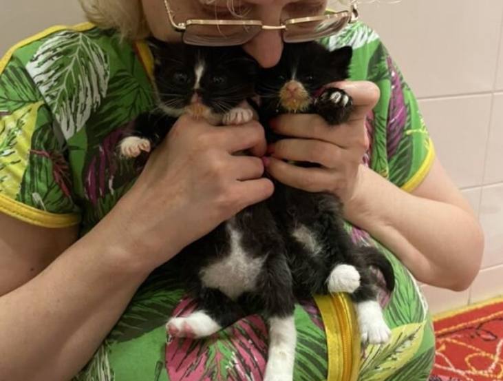 котята с авито