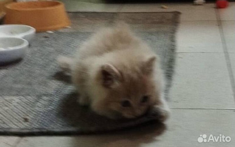 котята с авито