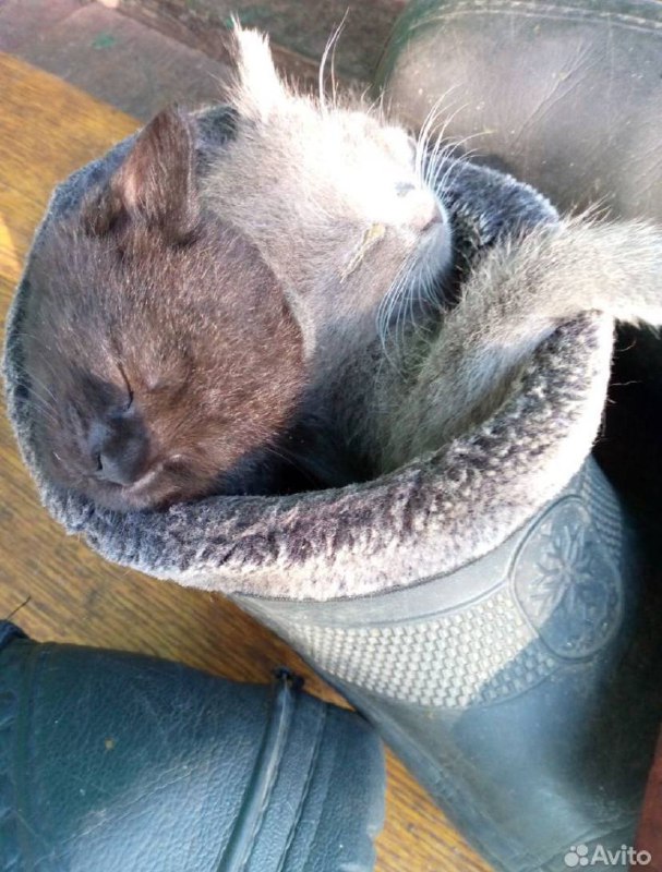 котята с авито