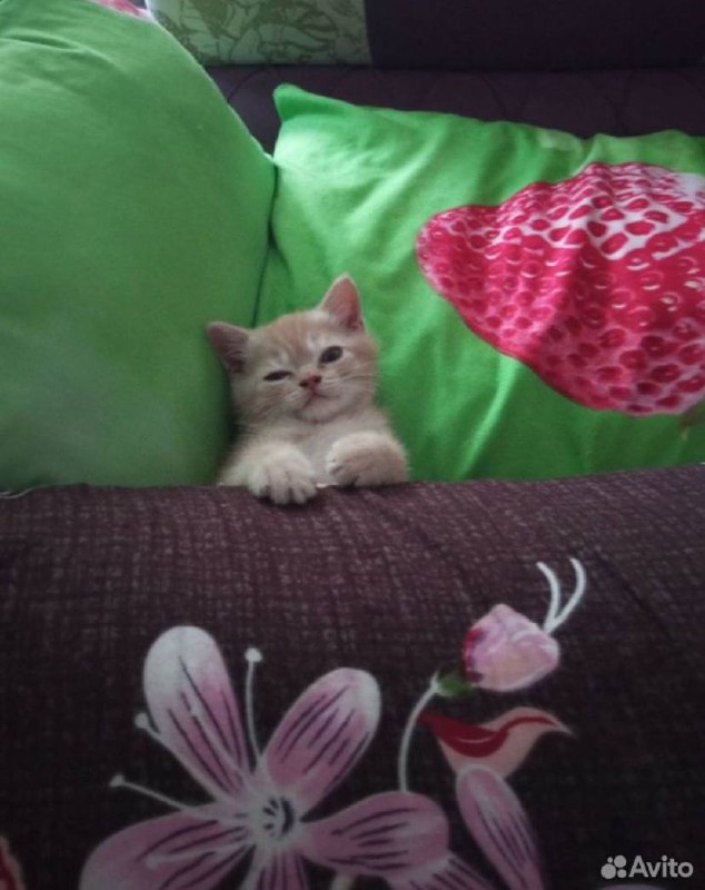 котята с авито