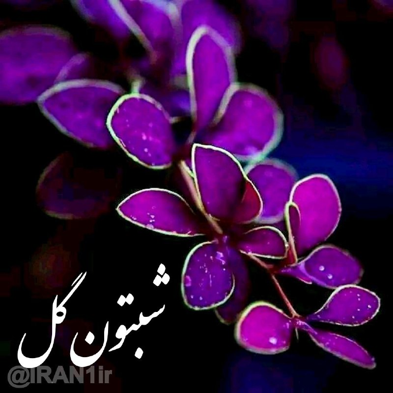 ***💜***شبتون پر از