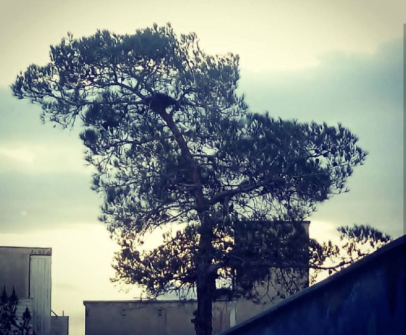 قبل از ورود
