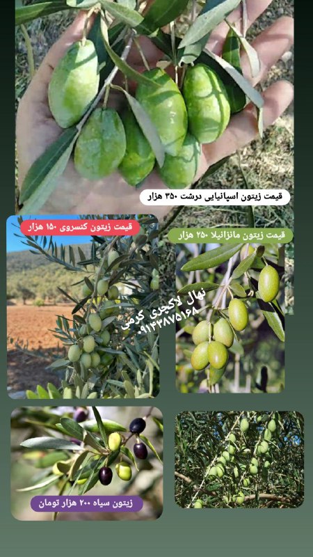 فروش انواع نهال زیتون...