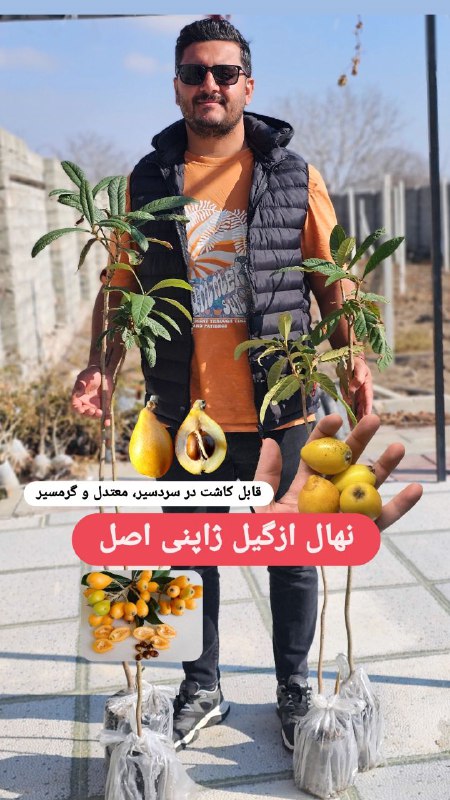 طرفداران ازگیل ژاپنی اصل...