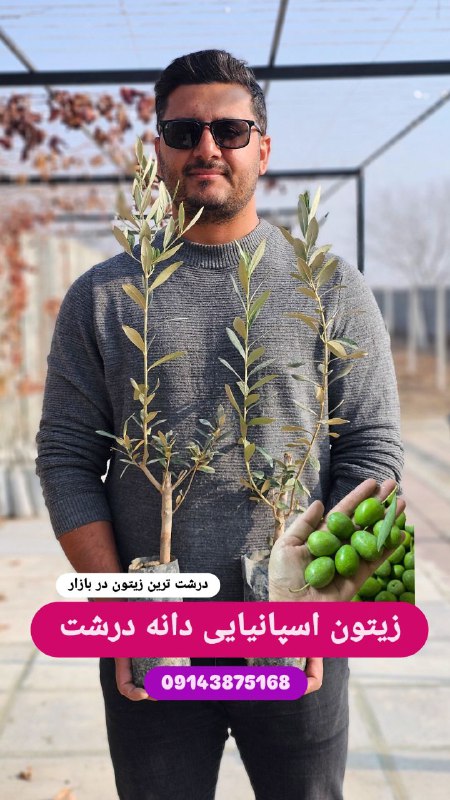 نهال زیتون اسپانیایی دانه درشت...