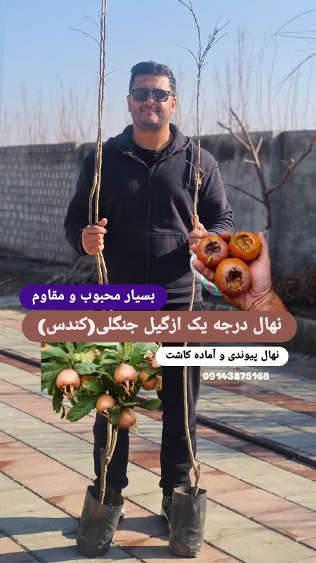 طرفداران ازگیل ایرانی کندس...