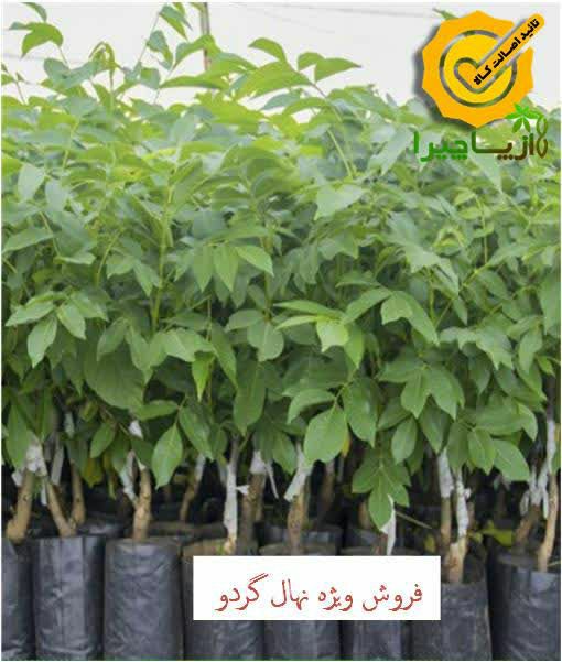 ***🌰*** کاشت نهال گردو: کلید موفقیت …