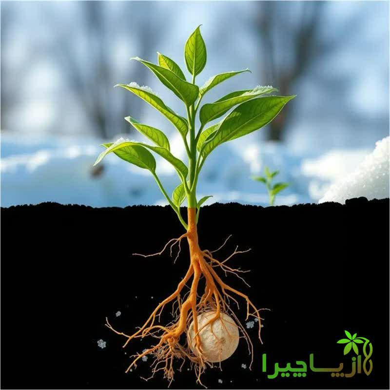 ***💥***تأثیر شگفت انگیز کودهای ریزمغذی در …