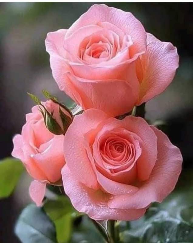 ***🌹***