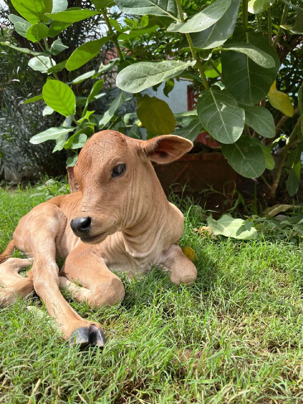 || जय गौमाता || बछडा दर्शन …