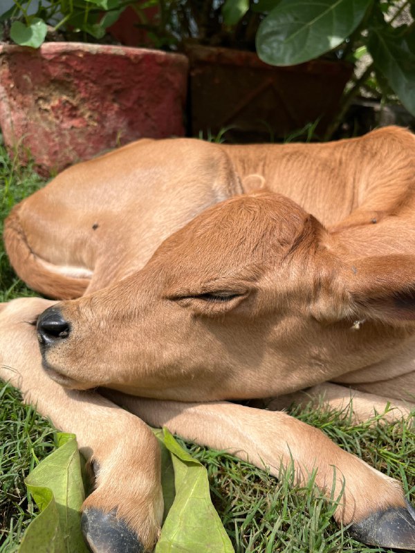 || जय गौमाता || बछडा दर्शन …