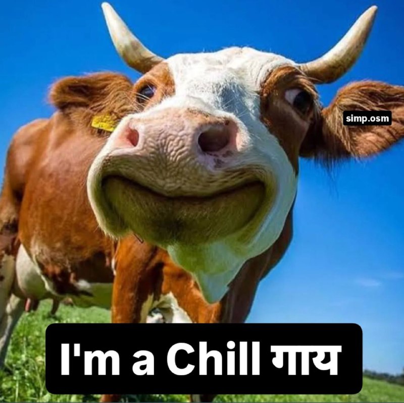 बछड़ा posting | Gau mata