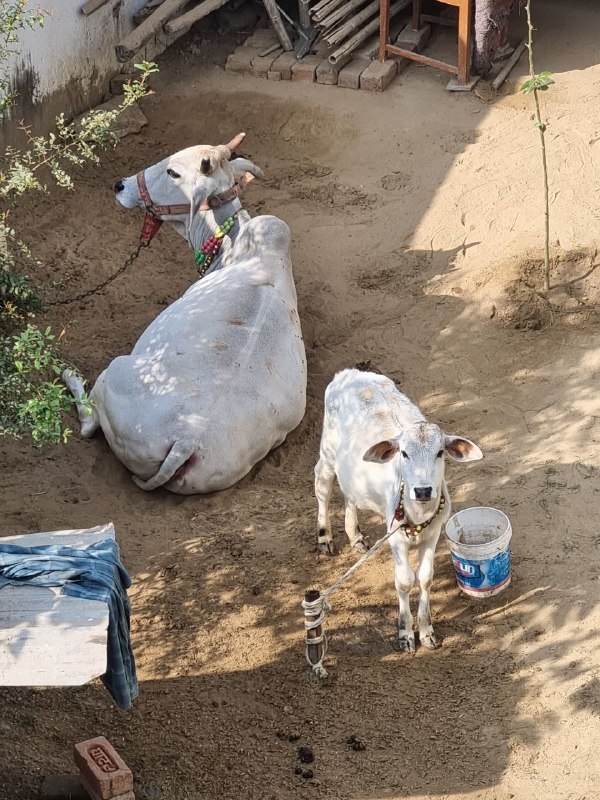 बछड़ा posting | Gau mata