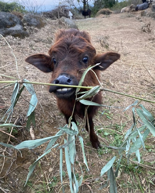 बछड़ा posting | Gau mata