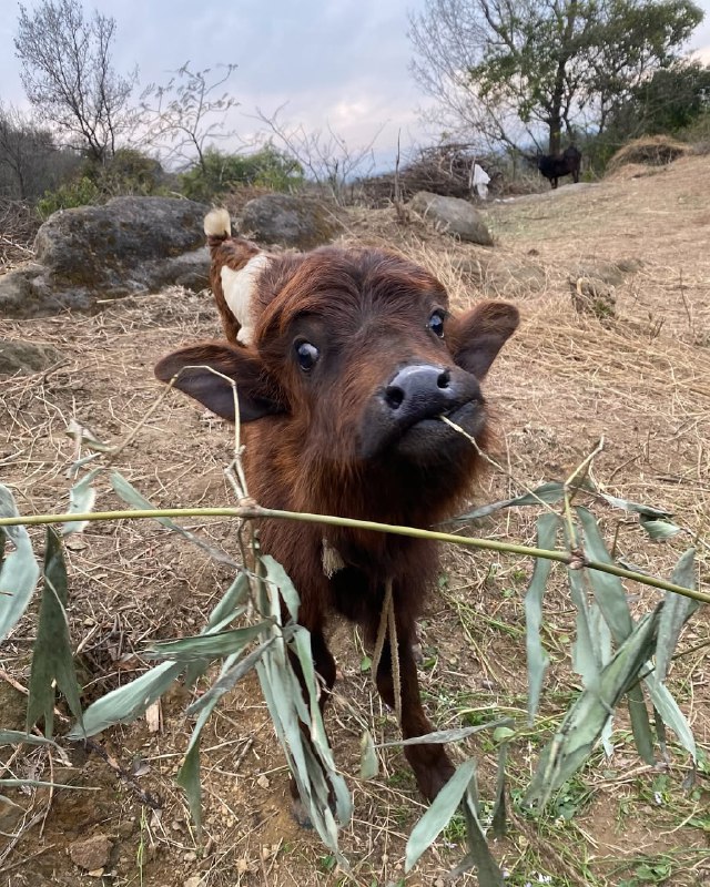 बछड़ा posting | Gau mata